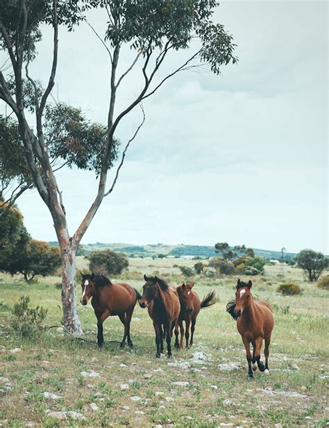 Brumbies on Behance