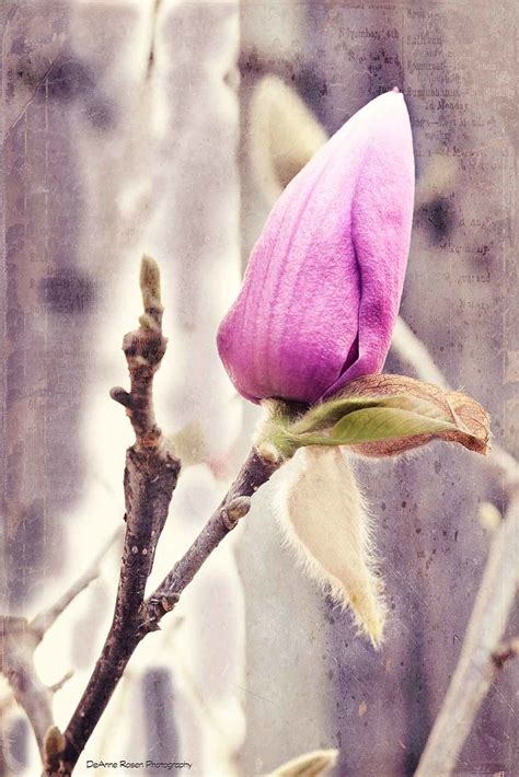 DSC 5364 Magnolia Bud With Painted Textures DeAnne Rosen Flickr