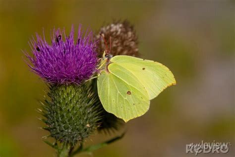 Gonepteryx Rhamni Known As The Common Brimstone Is A Butterfly