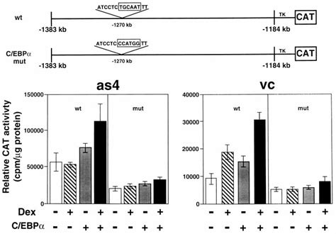 Mutation Of The C Ebp Dna Binding Site Abrogates Glucocorticoid