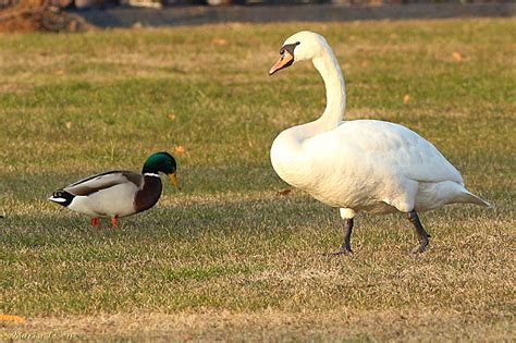 Duck vs Swan - Around the World with Marty Essen