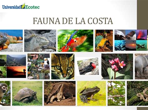 Biodiversidad E Historia Del Ecuador Fauna