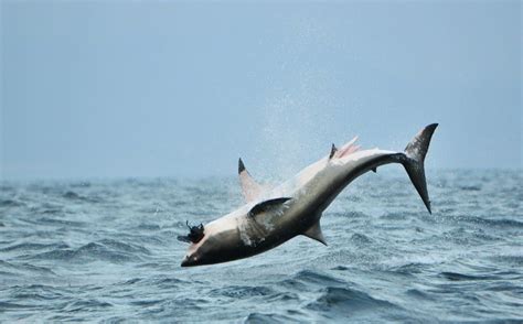 Great White Off The Kent Coast Kent Surf