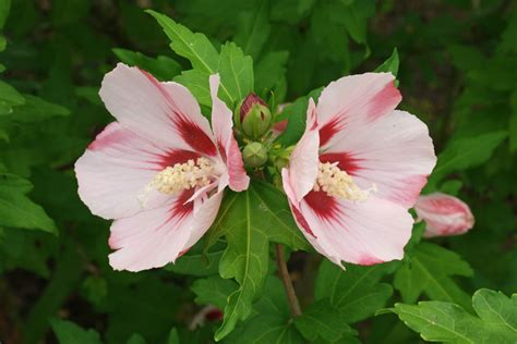 Hibiscus Syriacus