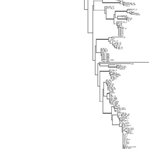 Single Optimal Maximum Likelihood Phylogenetic Reconstruction Of 27