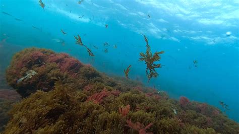 El Alga Asiática Invasora Llega A Las Costas Del Parque Eco Del Parque Nº19