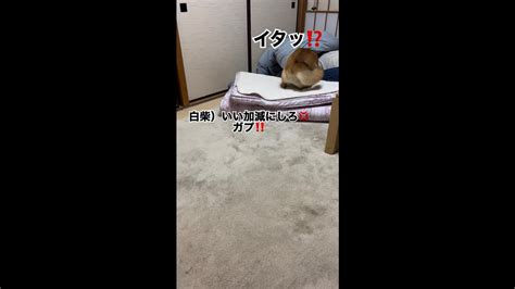 飼主と赤柴が布団にもぐって先に寝た白柴をからかったら赤柴だけ噛まれてしまった‼️＃飼主が噛まれなかったのは特別だから？＃赤柴さん軽く噛まれた