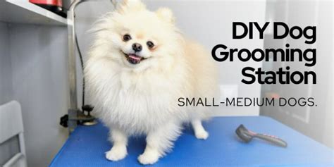 Your Guide On How To Make A DIY Dog Grooming Station At Home