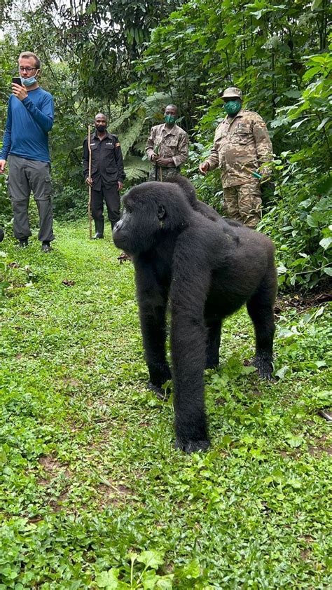 Gorilla Trekking In Bwindi Impenetrable Forest