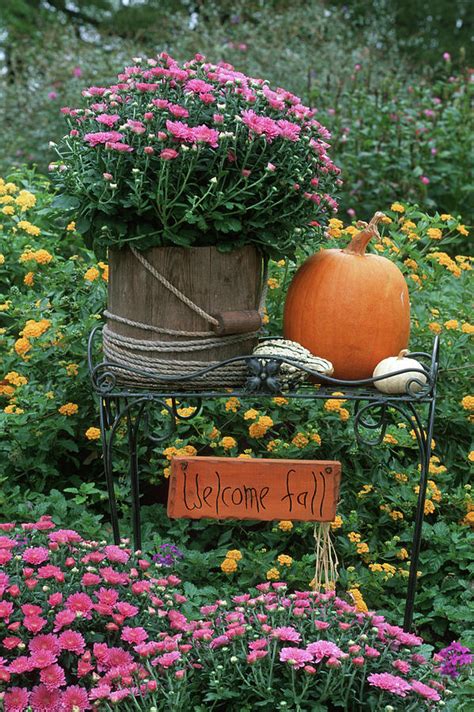 Fall Garden Display Mums In Wooden Photograph By Richard And Susan Day