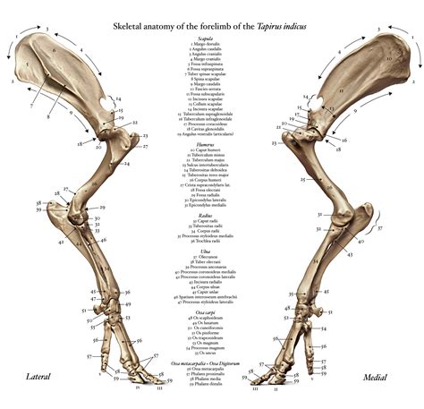 Anatomy of the forelimb of a malayan tapir on Behance