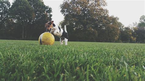 Balade Et Suivi Naturel Peut On Lapprendre à Un Chien Adulte 2