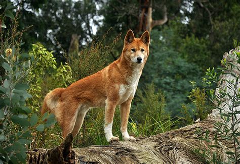 El Dingo salvaje de Australia