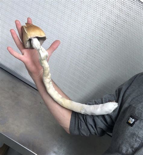 Actives Jedi Mind Fuck Arm Length Monster R MushroomGrowers