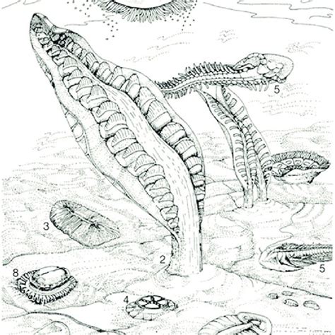 An artistic reconstruction of the Ediacaran biota, which existed about ...