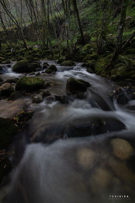 Rio Couto T Vieira