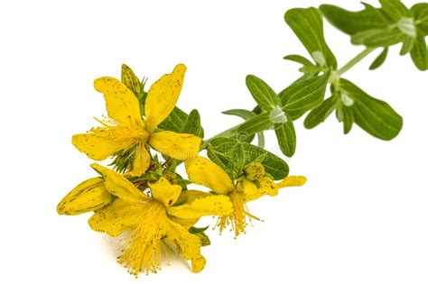 Flores De La Hierba De San Juan Perforatum Del Hypericum Aisladas