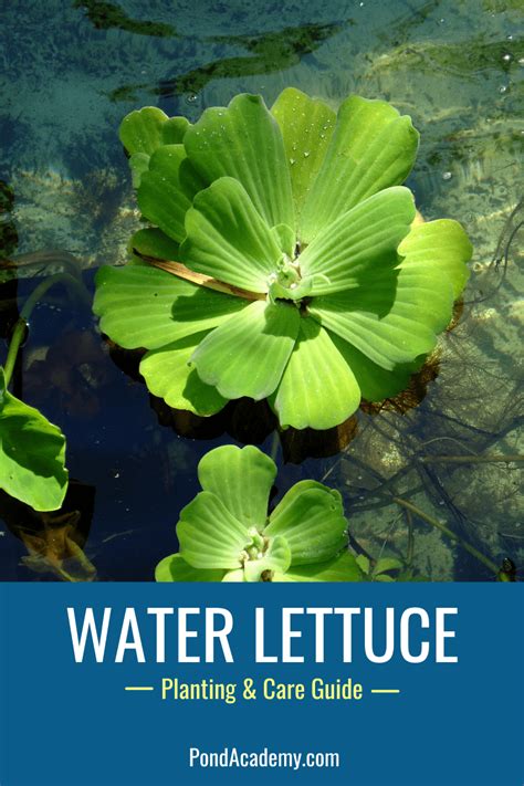 Water Lettuce Pond Plant - Care & Grow Guide