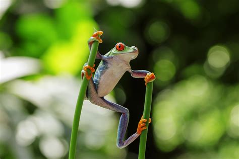 Fascinating Frog Species Informacionpublica Svet Gob Gt