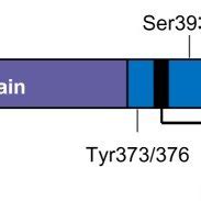 Activated Receptor Provides A Docking Site For PI3K Once Bound To The