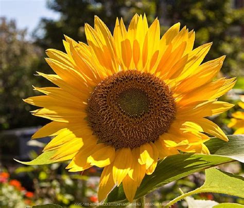 Sunflower Mammoth Russian 100 Seeds Per Pack Newly