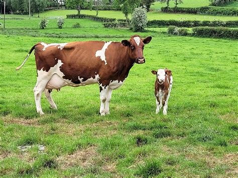 Heifer calving at the correct age - Dairy Global