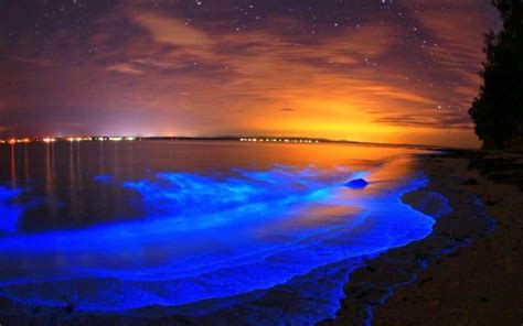 Playas Bioluminiscentes En M Xico Que No Te Puedes Perder