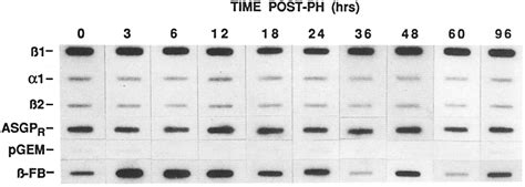 Transcriptional Rate Analysis Of Genes Encoding O~l Bi And 32 Gap