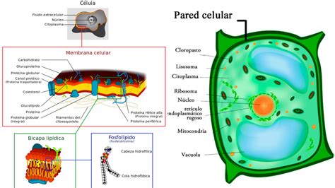 Diferencia entre membrana plasmática y pared celular Que Diferencia