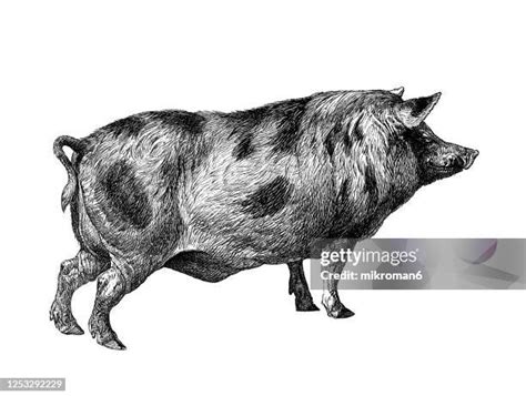 Pig Side View Drawing Photos and Premium High Res Pictures - Getty Images