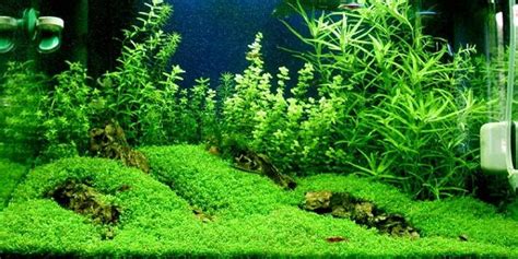 Carpet Plants For Freshwater Aquarium - Bios Pics