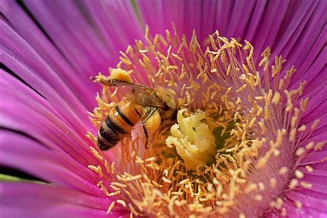 Pink Flower Honeybee Pollination Free Photo On Pixabay Pixabay