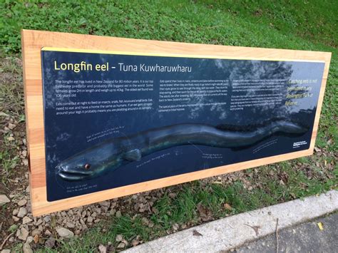 longfin_eel – Friends of Tawa Bush Reserves