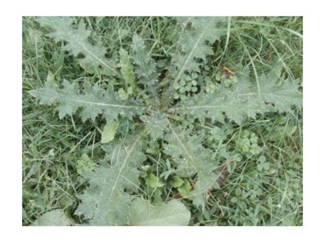 Thorny Weeds Weed Identification Guide Better Homes Gardens Have