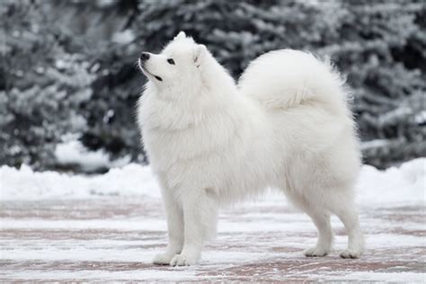 Cachorro Da Neve Raça - Cães de neve: conheça as 10 raças mais famosas - Meus Animais