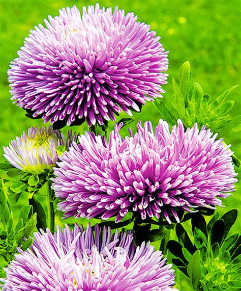 Астра Гала лавандовая: семена и саженцы купить | цена 33 руб.