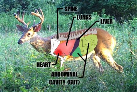 Deer Organs Diagram