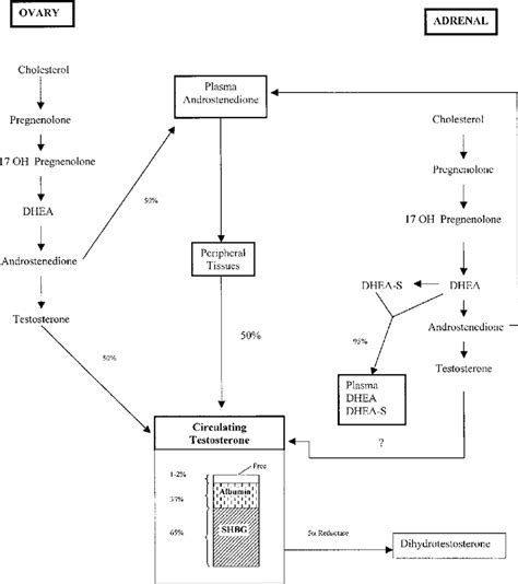 Sources of circulating androgens in young females SHBG ¼ sex Download Scientific Diagram