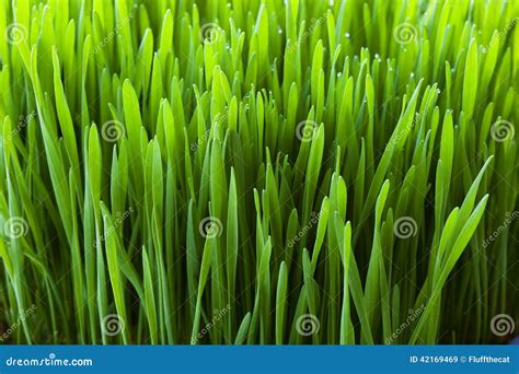 Wheatgrass Close Up Stock Image Image Of Growing Freshness 42169469