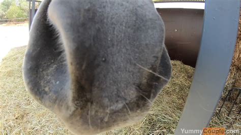 YummyCouple OF SALE NO PPV On Twitter We Spent A Day In The Hay Having Sex Join Us Watch