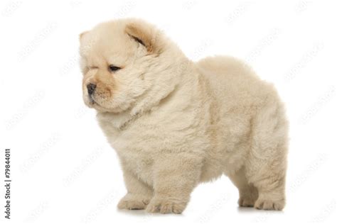 chow-chow puppy Stock Photo | Adobe Stock