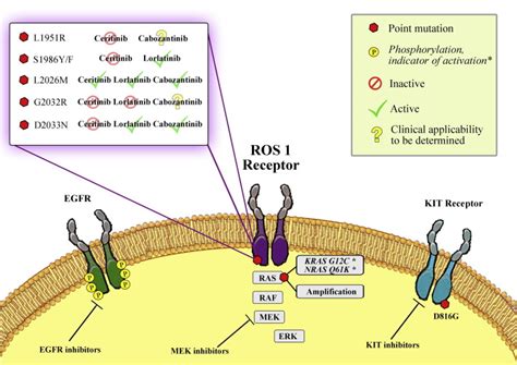 oncogene addiction   small cell lung cancer focus  ros