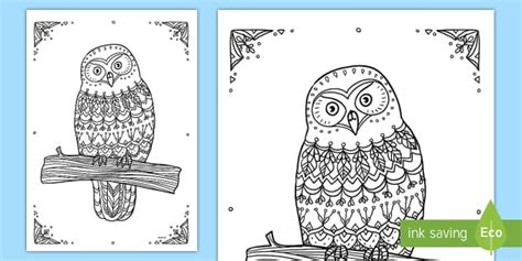 Morepork Owl Mindfulness Colouring Page Teacher Made