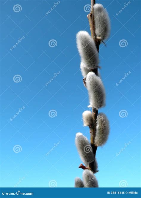 Pussy Willow Stock Image Image Of Nature Pattern Bush 38816445