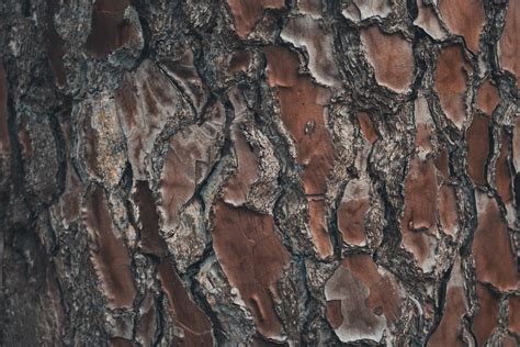 Free Images Tree Rock Branch Wood Texture Leaf Trunk Wall