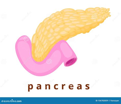 Realistic Pancreas Secretion Of Digestive Juices And Hormones Organ Of Insulin Production