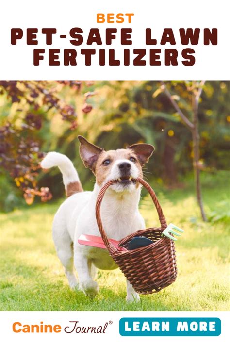 Best Pet-Safe Lawn Fertilizer: GreenView vs Scotts vs Sunday vs Espoma