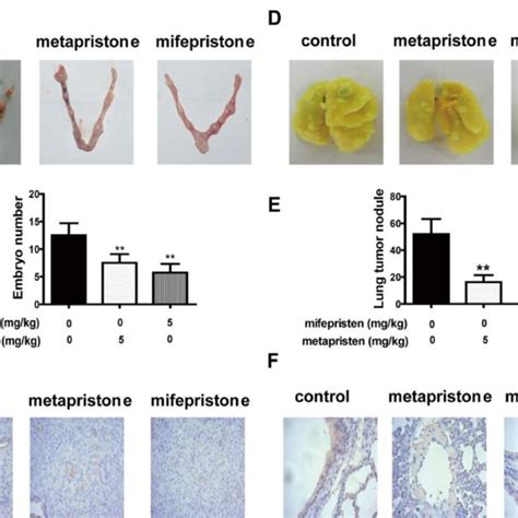 Effects Of Mifepristone And Metapristone On Viability And Morphology Of