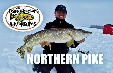 Ice Fishing Northern Pike Walleye Perch And Whitefish In March Ice