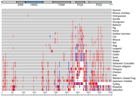 Diverse Regulation But Conserved Function SOX9 In Vertebrate Sex Determination PMC